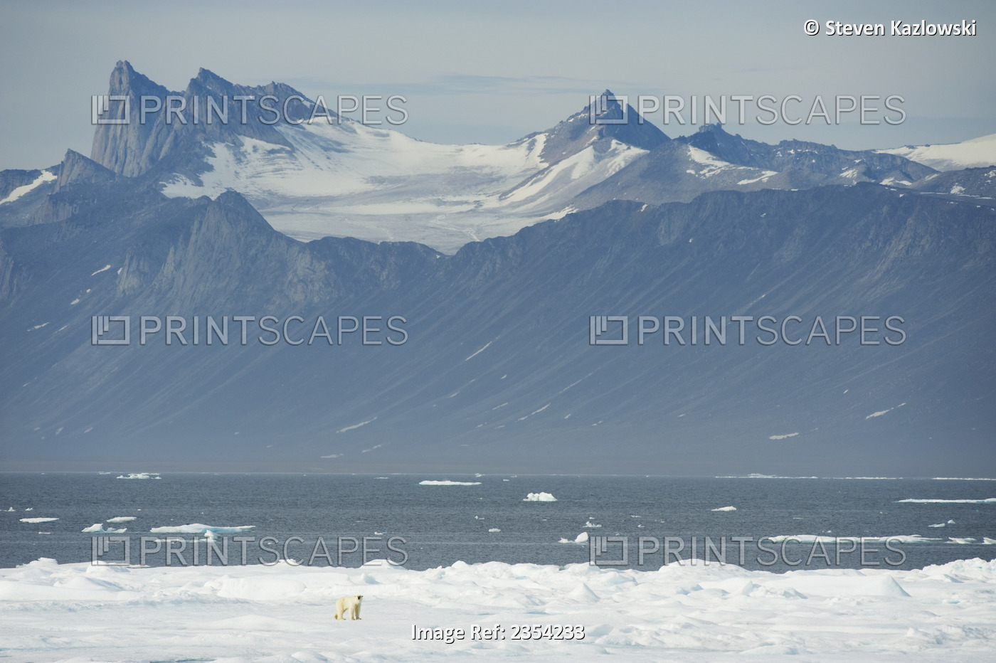 Polar Bear (Ursus Maritimus) Travels In Multi-Year Sea Ice In Search Of Seals ...