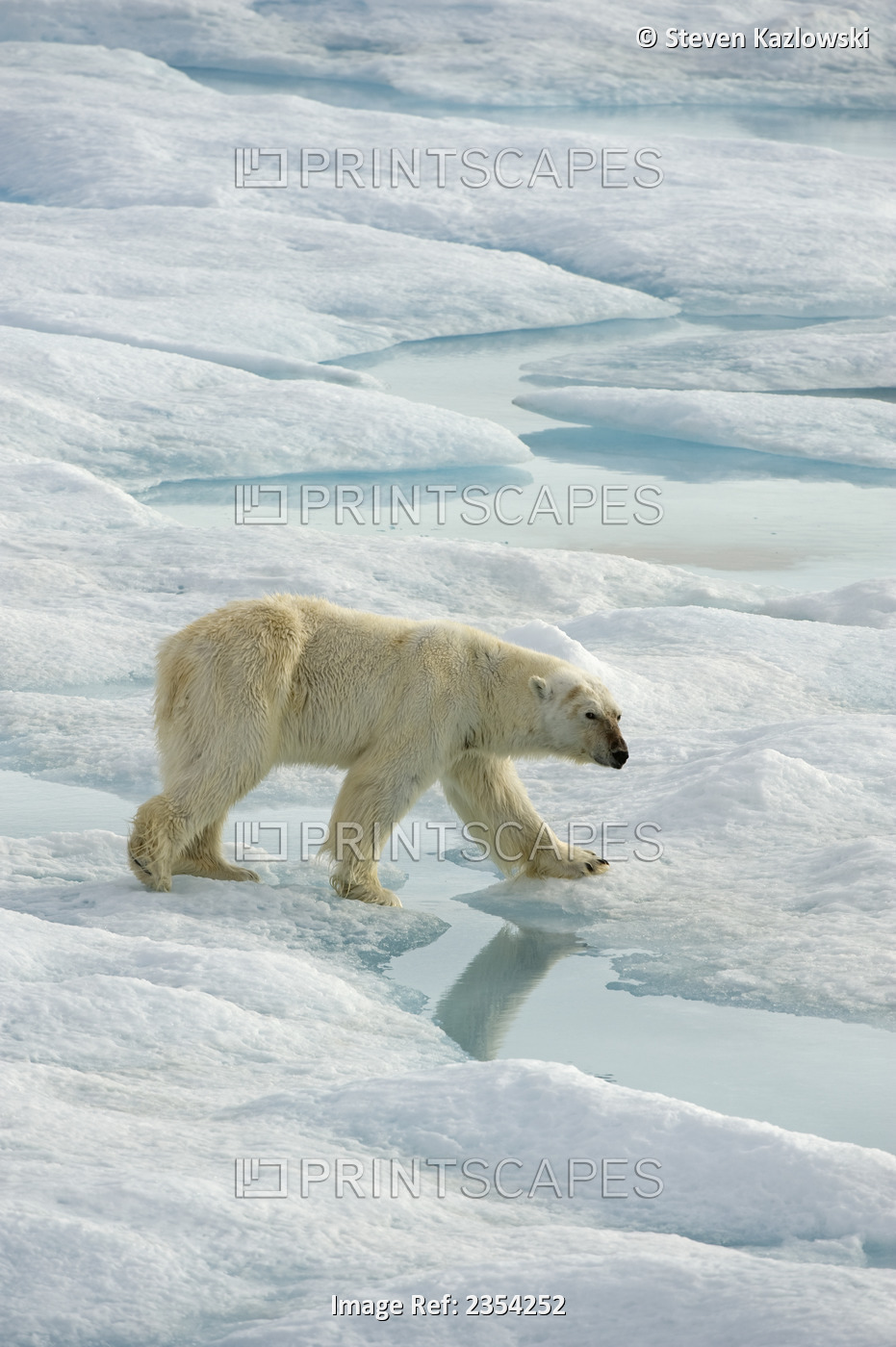 Polar Bear (Ursus Maritimus) Travels In Multi-Year Sea Ice In Search Of Seals ...