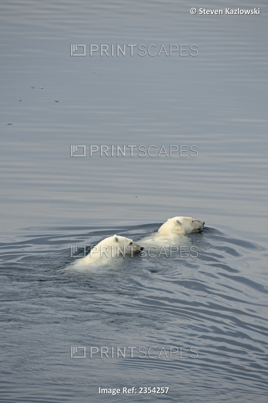 Polar Bear (Ursus Maritimus) Sow With Spring Cubs Travel Multi-Year Sea Ice In ...