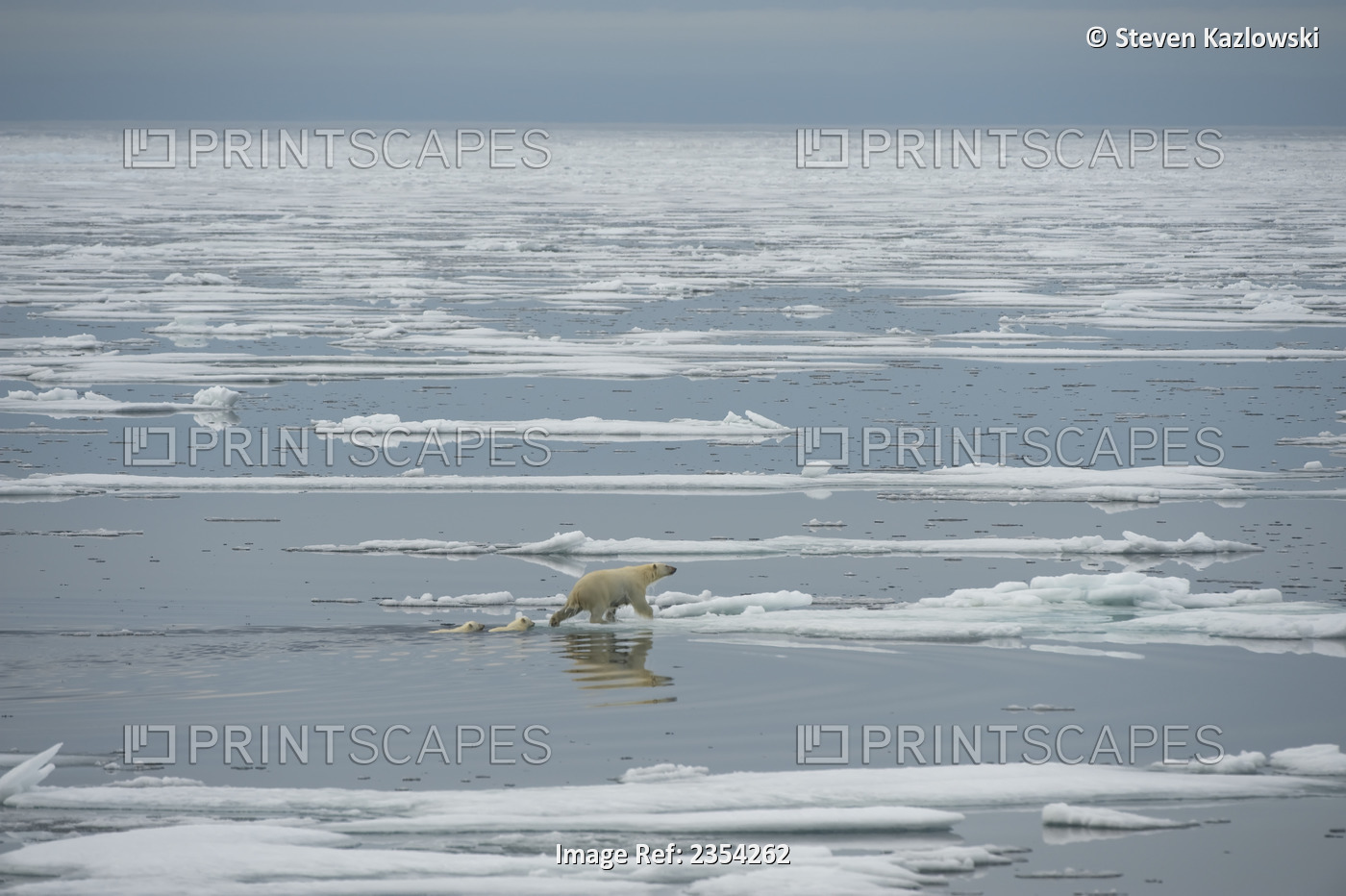 Polar Bear (Ursus Maritimus) Sow With Spring Cubs Travels In Multi-Year Sea Ice ...