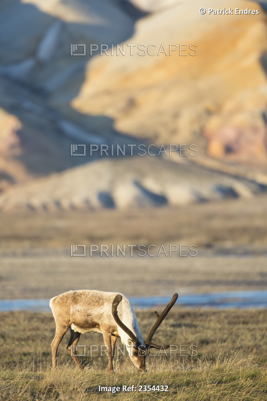Barren Ground Caribou Graze On The Tundra In The Late Night Sunshine Along The ...