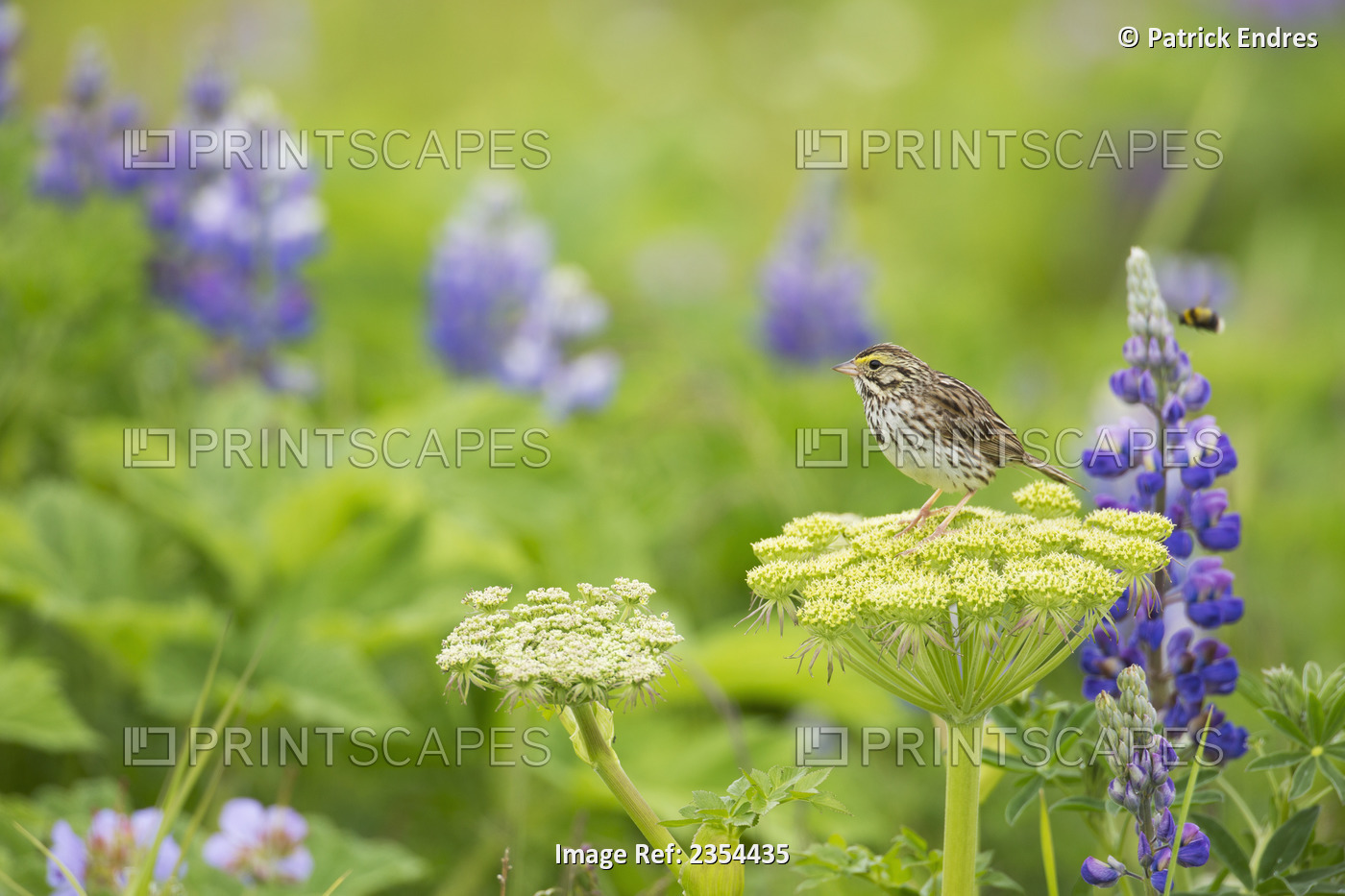 Savannah Sparrow Perched On A Wild Celery Plant, In A Field Of Lupine ...