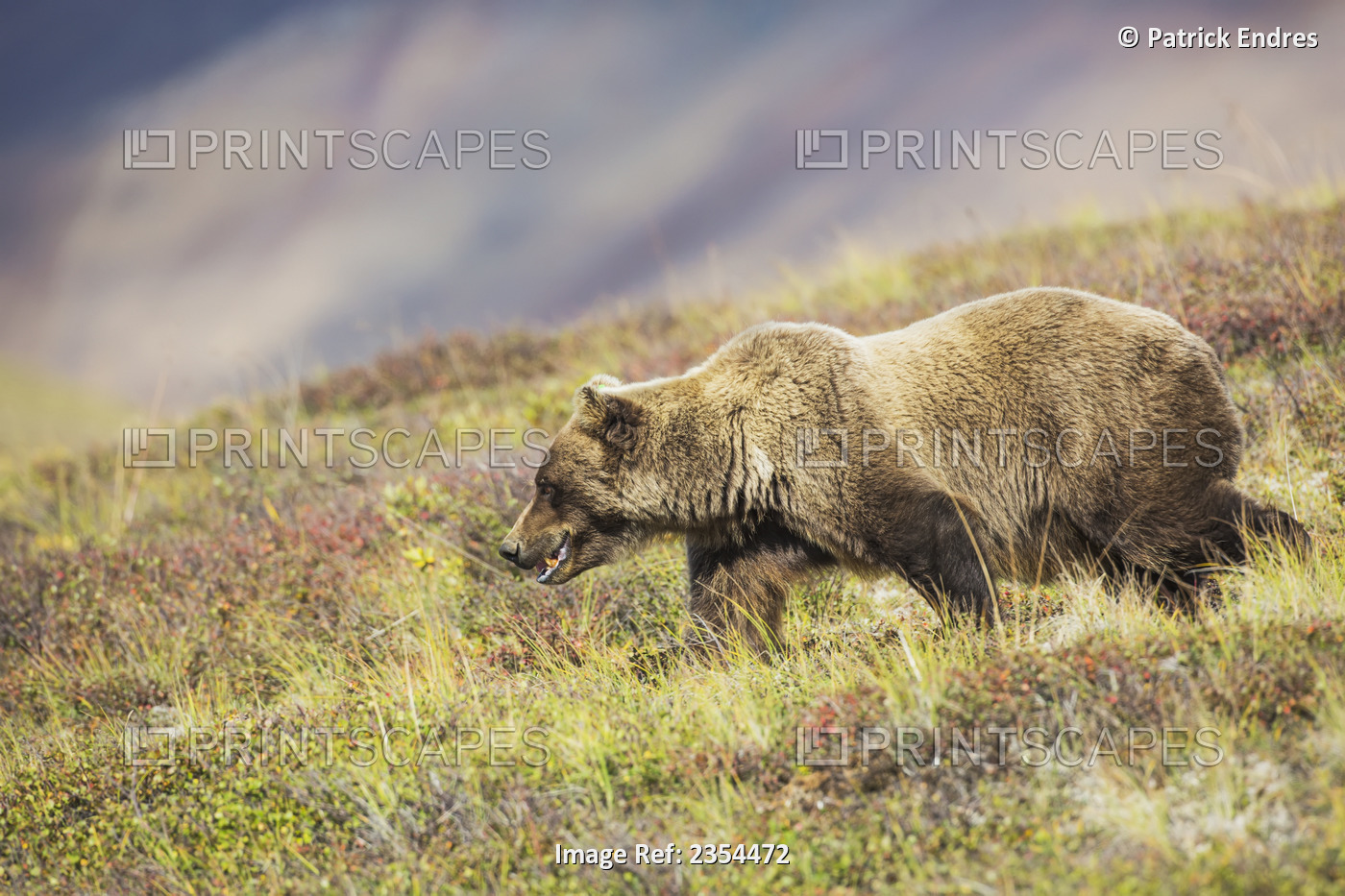 Female Grizzly Bear Walks Across The Tundra In Denali National Park, Alaska.