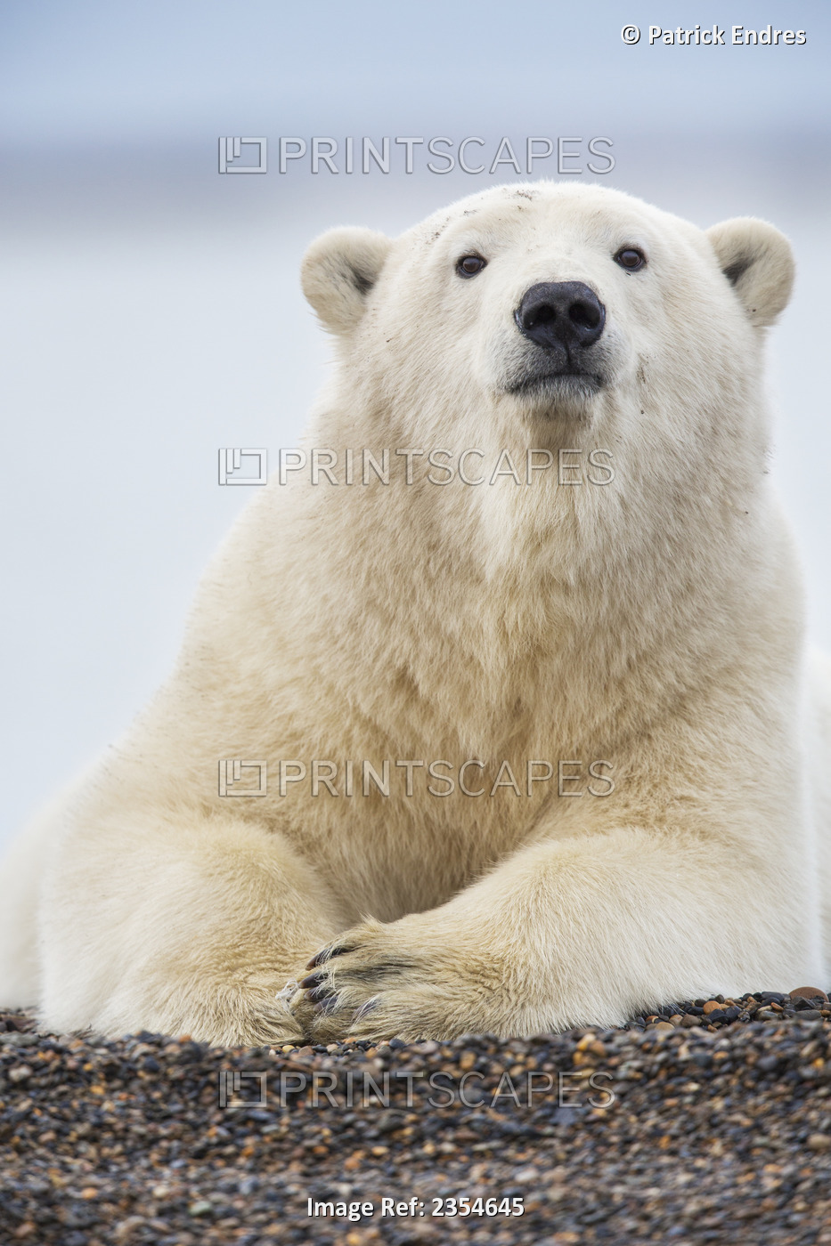 Polar Bear (Ursus Maritimus) Rests Along The Shore Of A Barrier Island In The ...
