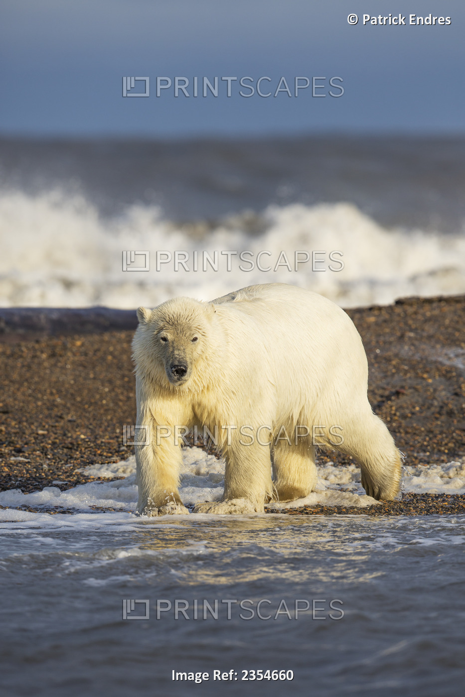 Polar Bear (Ursus Maritimus) On The Shores Of A Barrier Island In The Beaufort ...