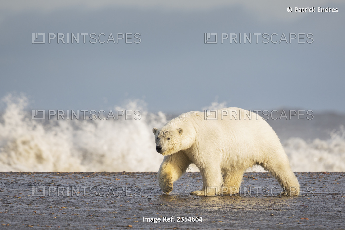 Polar Bear (Ursus Maritimus) Splashing In The Water Off The Shore Of A Barrier ...