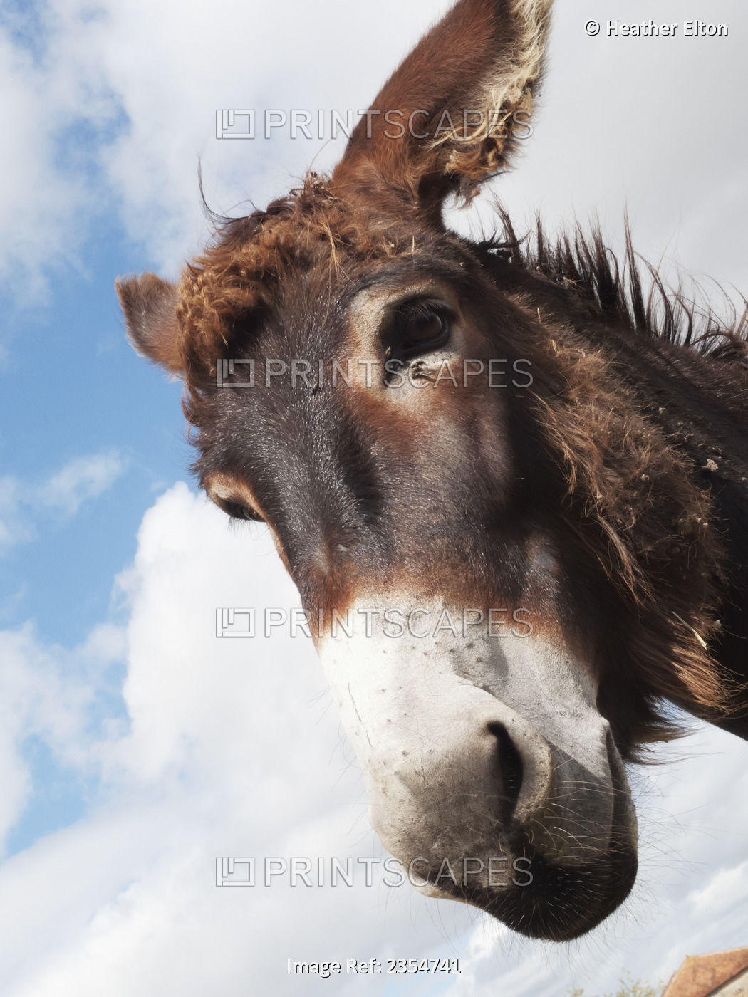 Donkey's Head Against A Blue Sky With Cloud; Charente, France