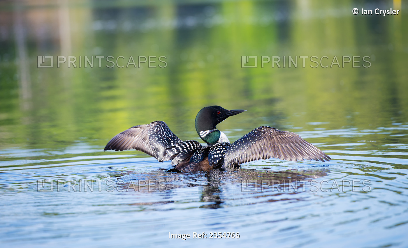 Common Loon (Gavia Immer) Spreading Wings On The Water; Ontario, Canada