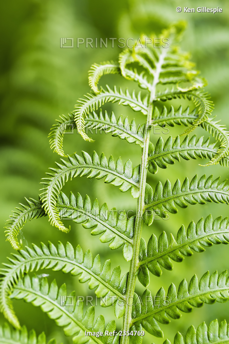 Close Up Of A Fern Frond; Ontario, Canada