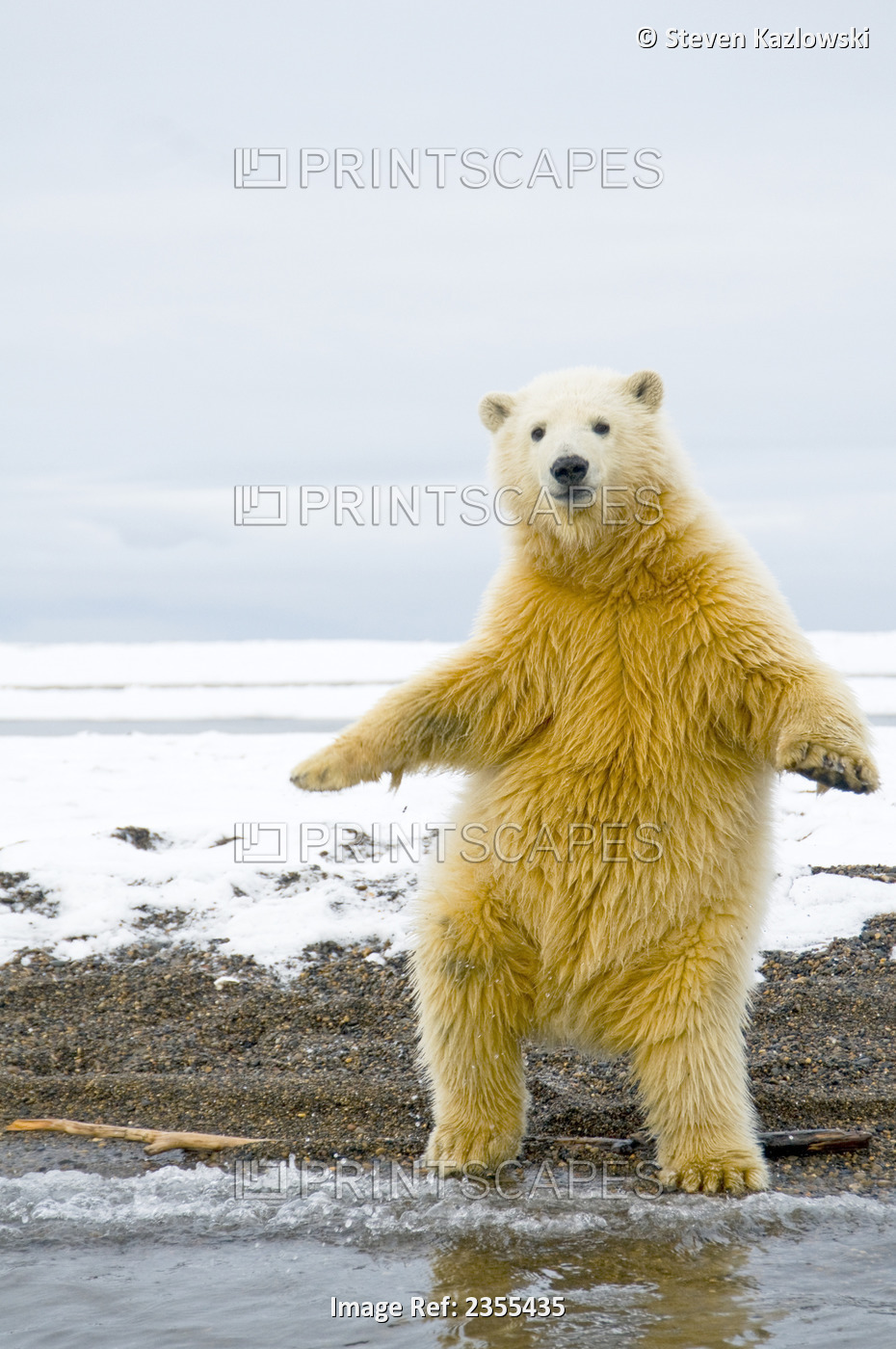 Polar Bear Spring Cub Stands And Balances On Hind Feet, Bernard Spit, 1002 Area ...