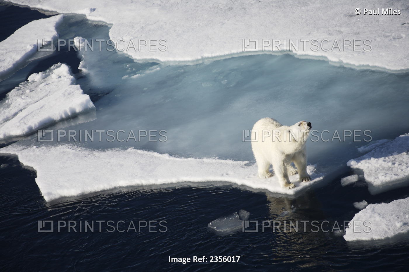Polar Bear On Melting Sea Ice, High Angle View From Cruise Ship; Svalbard, ...