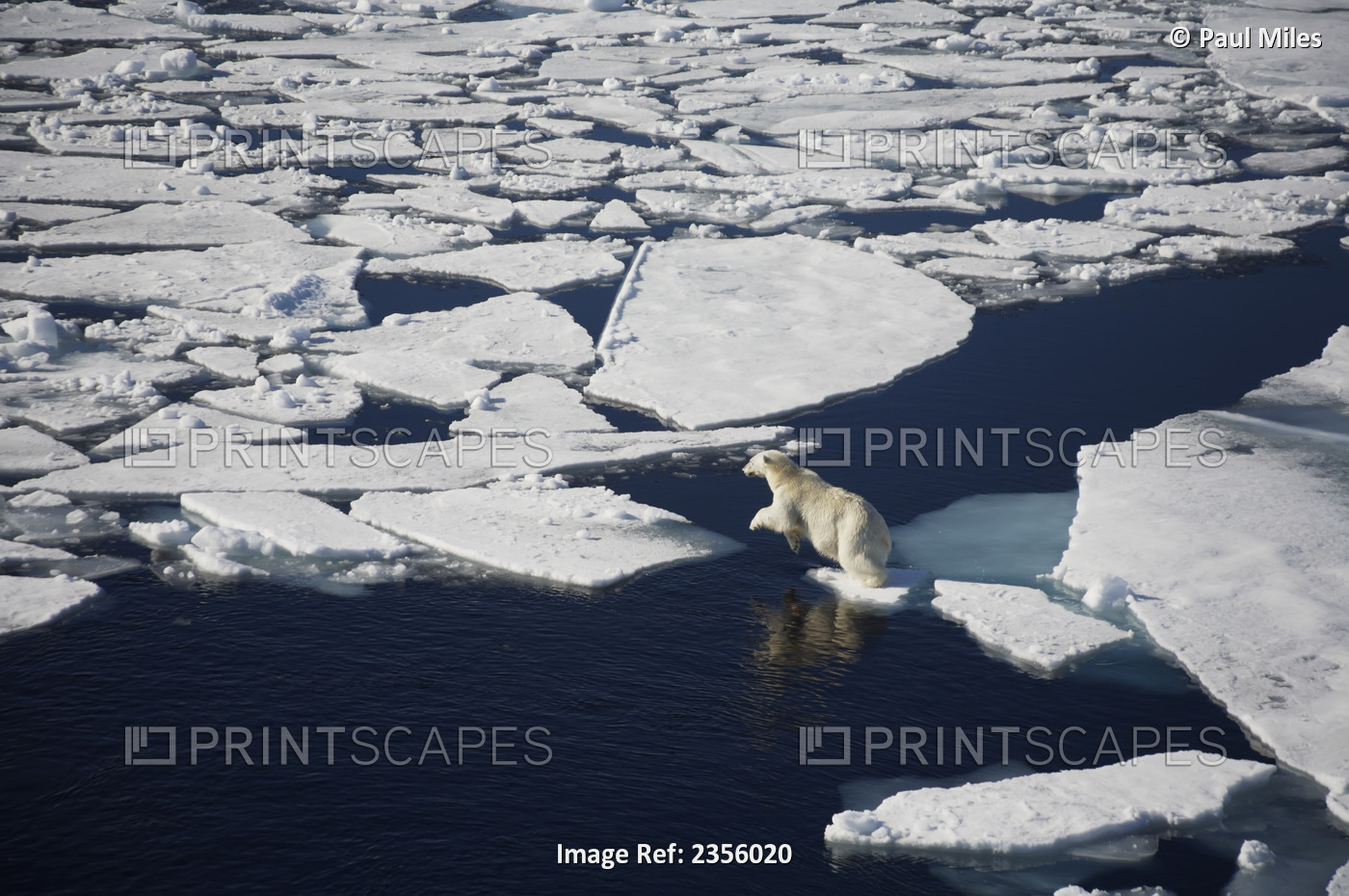 Polar Bear On Melting Sea Ice, High Angle View From Cruise Ship; Svalbard, ...