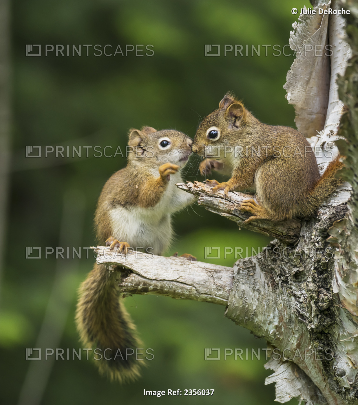 Two Red Squirrels (Sciurus Vulgaris) Playing In A Tree; Ontario, Canada