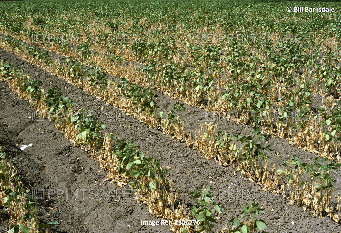 Agriculture - Drought damaged soybeans / Arkansas, USA.