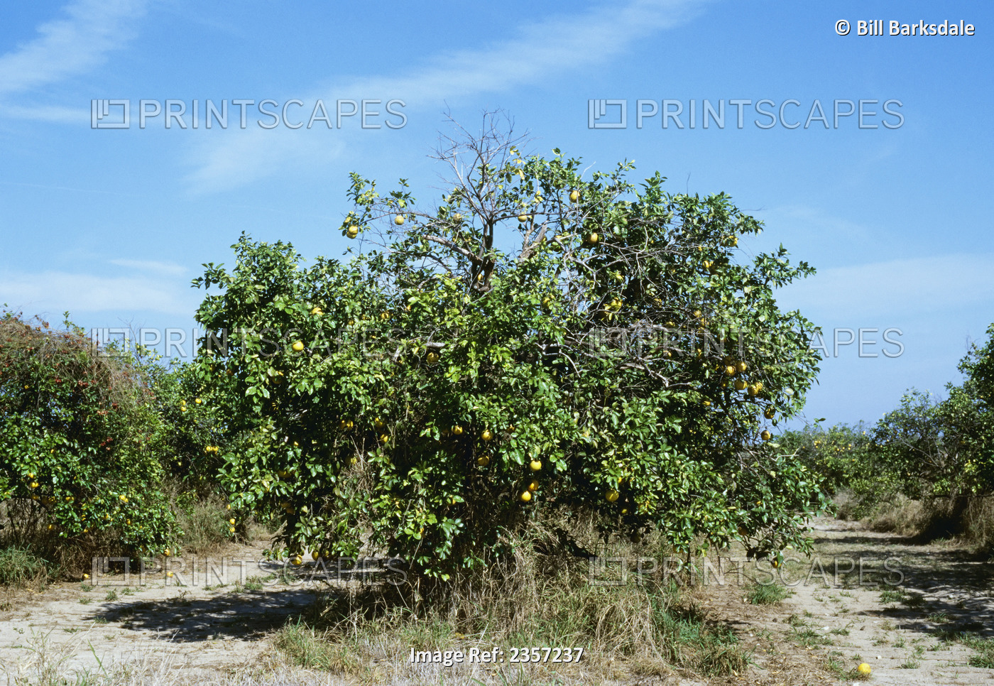 Agriculture - A grapefruit tree dying from burrowing nematode injury / Florida, ...