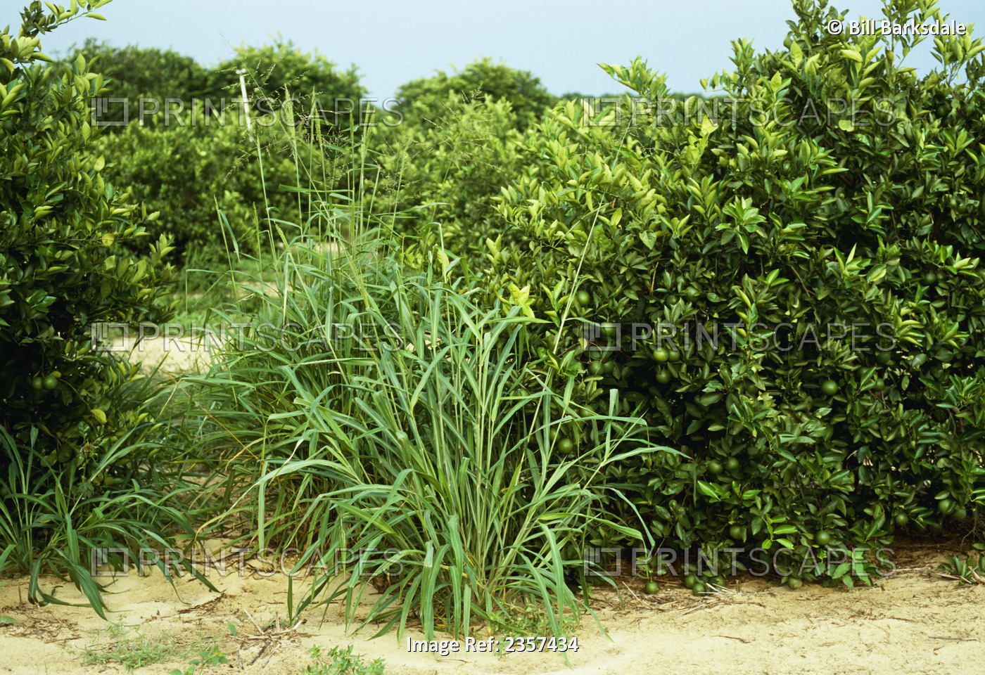 Agriculture - Weeds, Guineagrass (Urochloa maxima), a weed that grows in ...