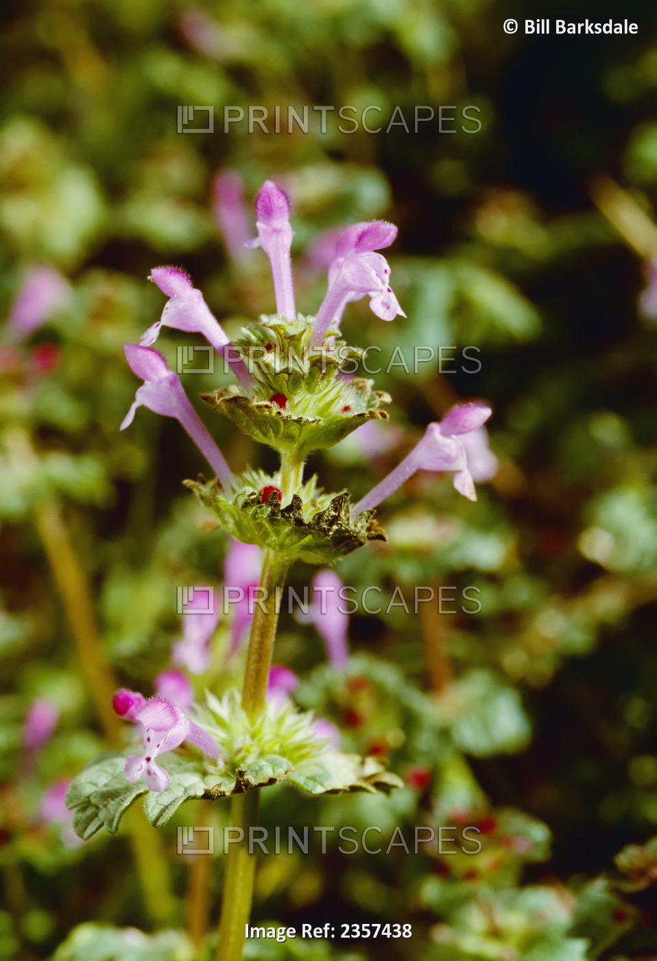 Agriculture - Weeds, closeup of the flowerhead of Henbit (Lamium amplexicaule), ...