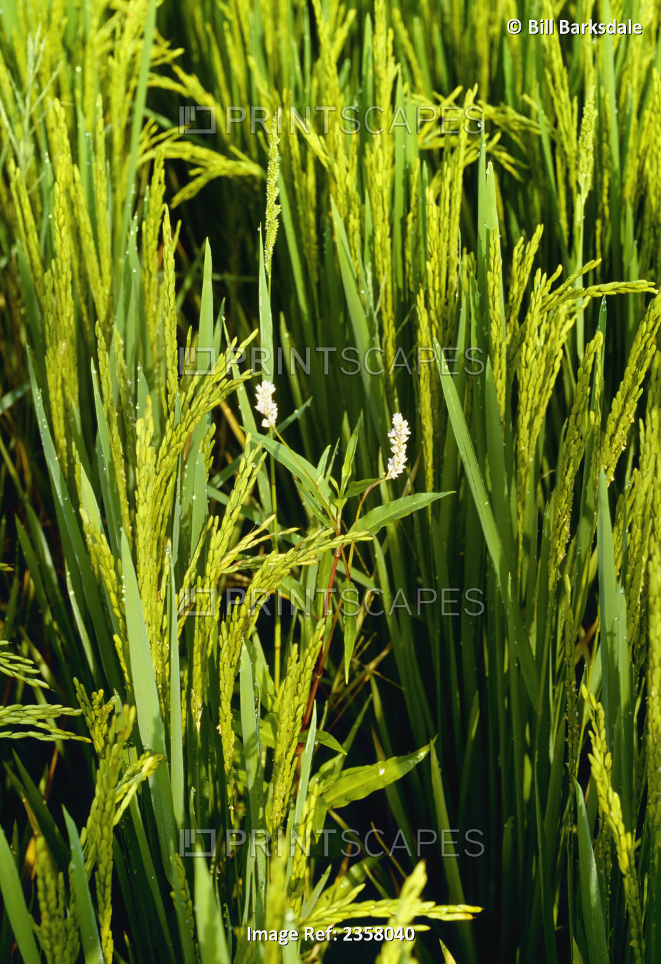 Agriculture - Weeds, Pennsylvania Smartweed (Polygonum pensylvanicum) ...
