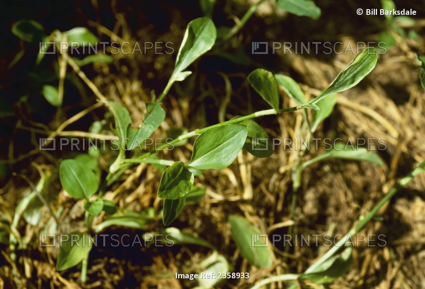 Agriculture - Weeds, Tropical Spiderwort (Commelina benghalensis) aka Jio, ...