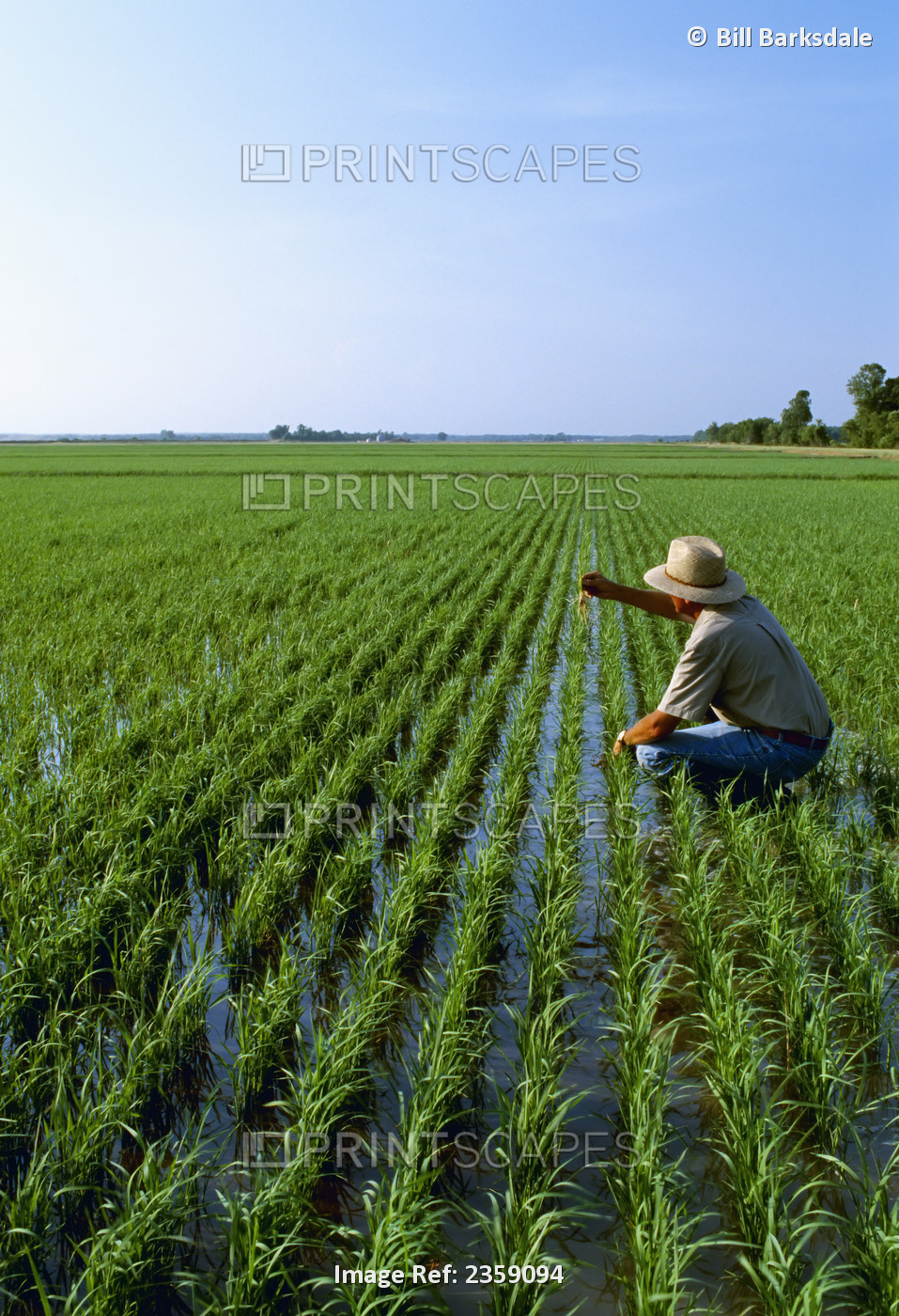 A farmer examines his flooded early growth 5-leaf stage rice crop in late ...
