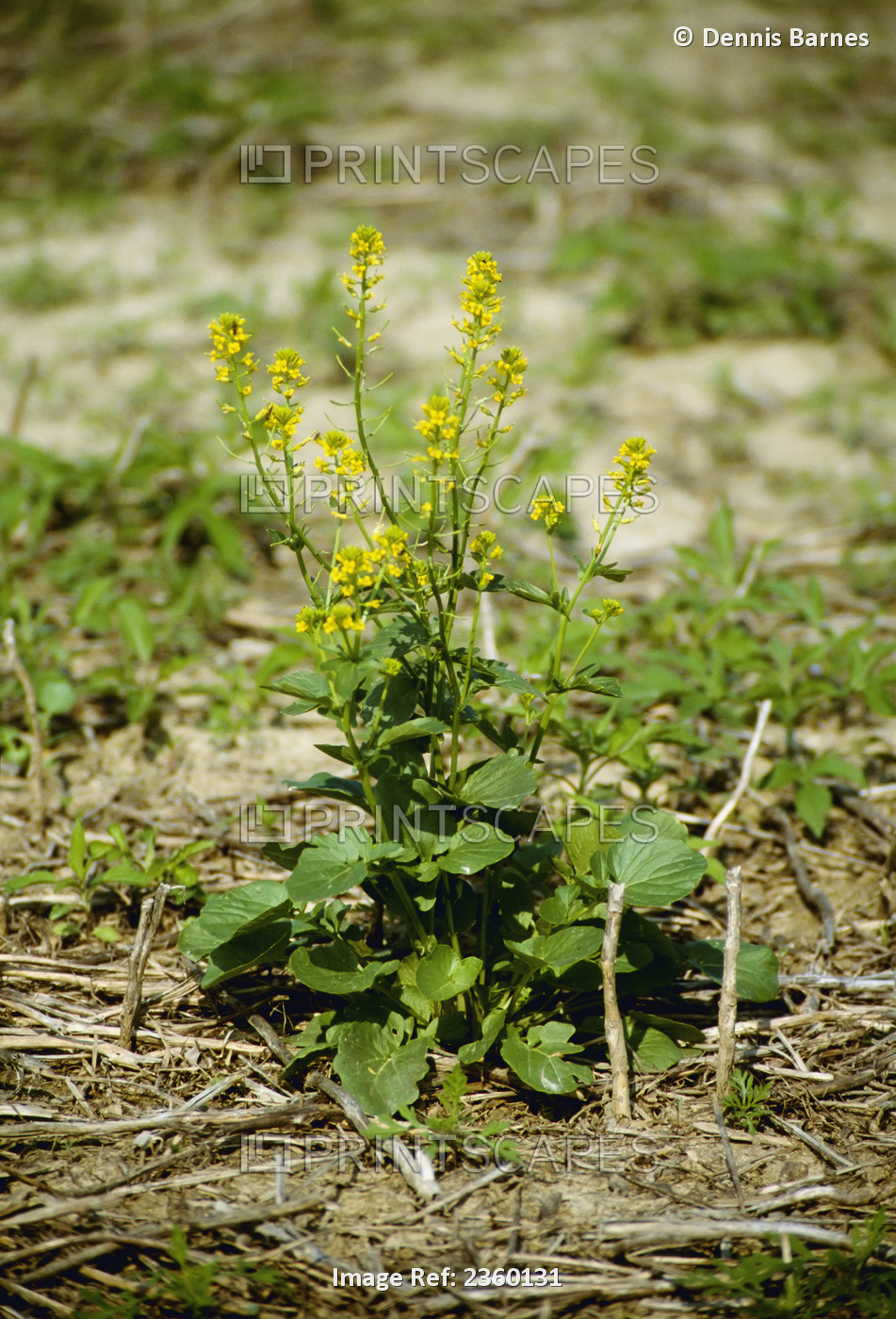 Agriculture - Weeds, Mustard (Brassica sp.) / Ohio, USA.