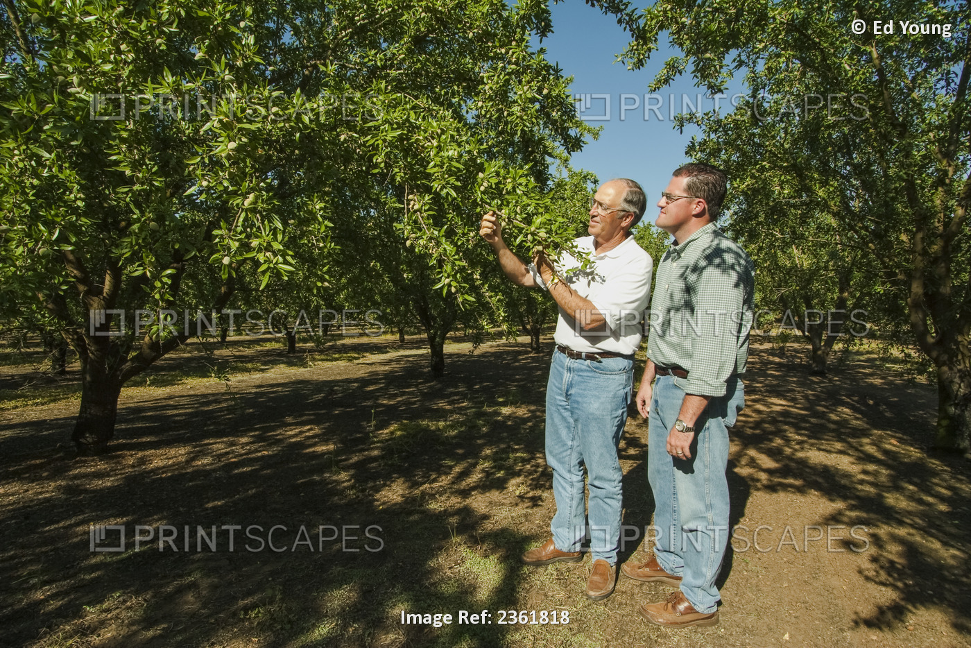 Agriculture - An almond grower and his son inspect their mid summer almond crop ...