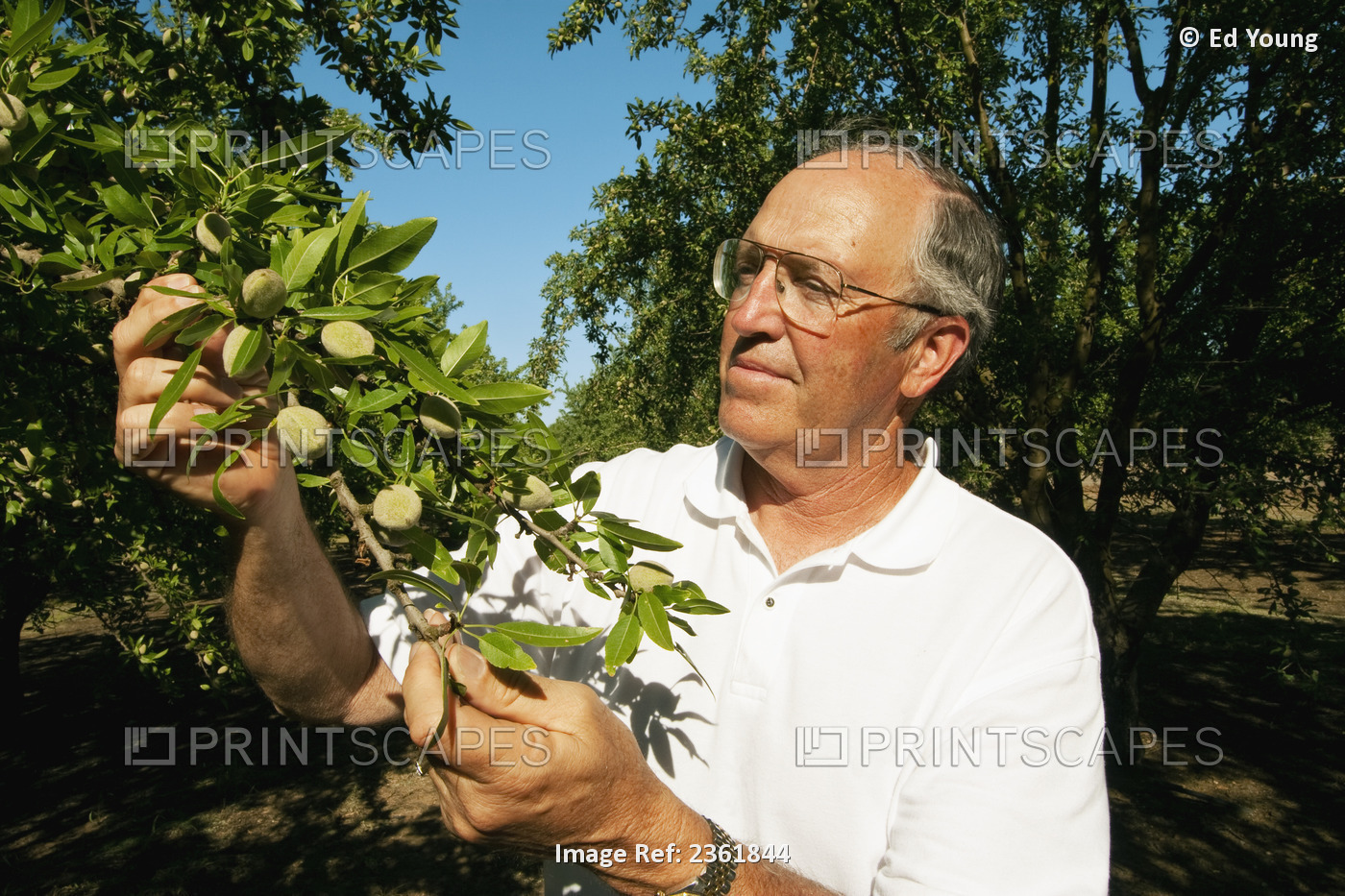 Agriculture - An almond grower inspects his mid season almond crop / near ...