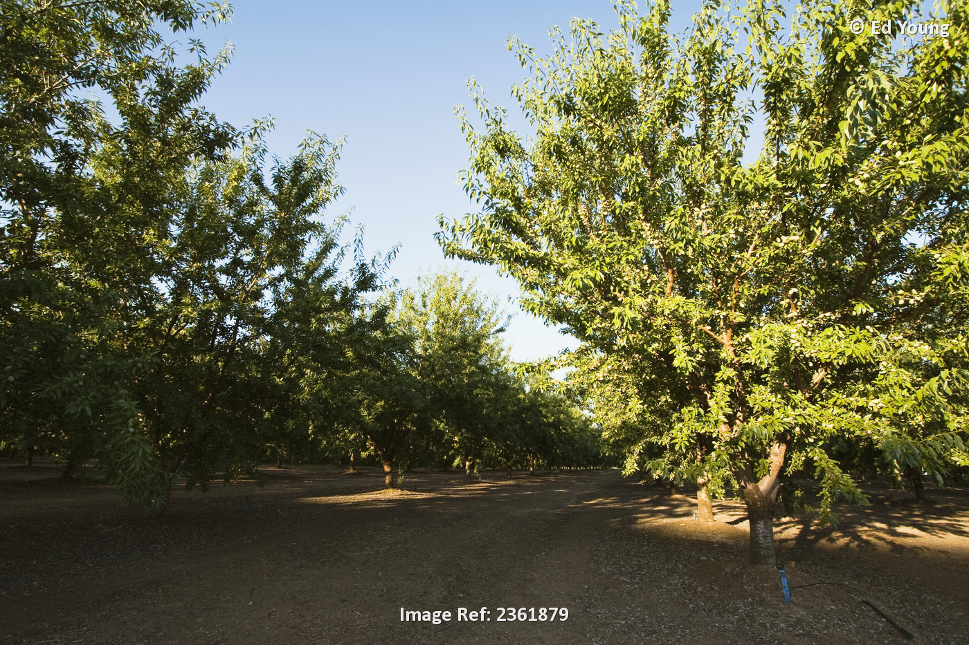 Agriculture - Mature well maintained almond orchard in mid season late ...