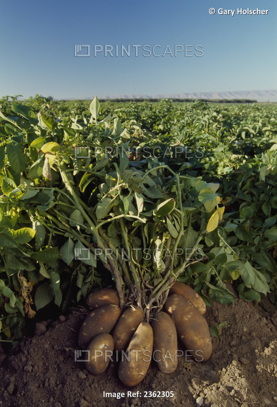 Agriculture - Russet potatoes attached to the roots of mature green vines, ...