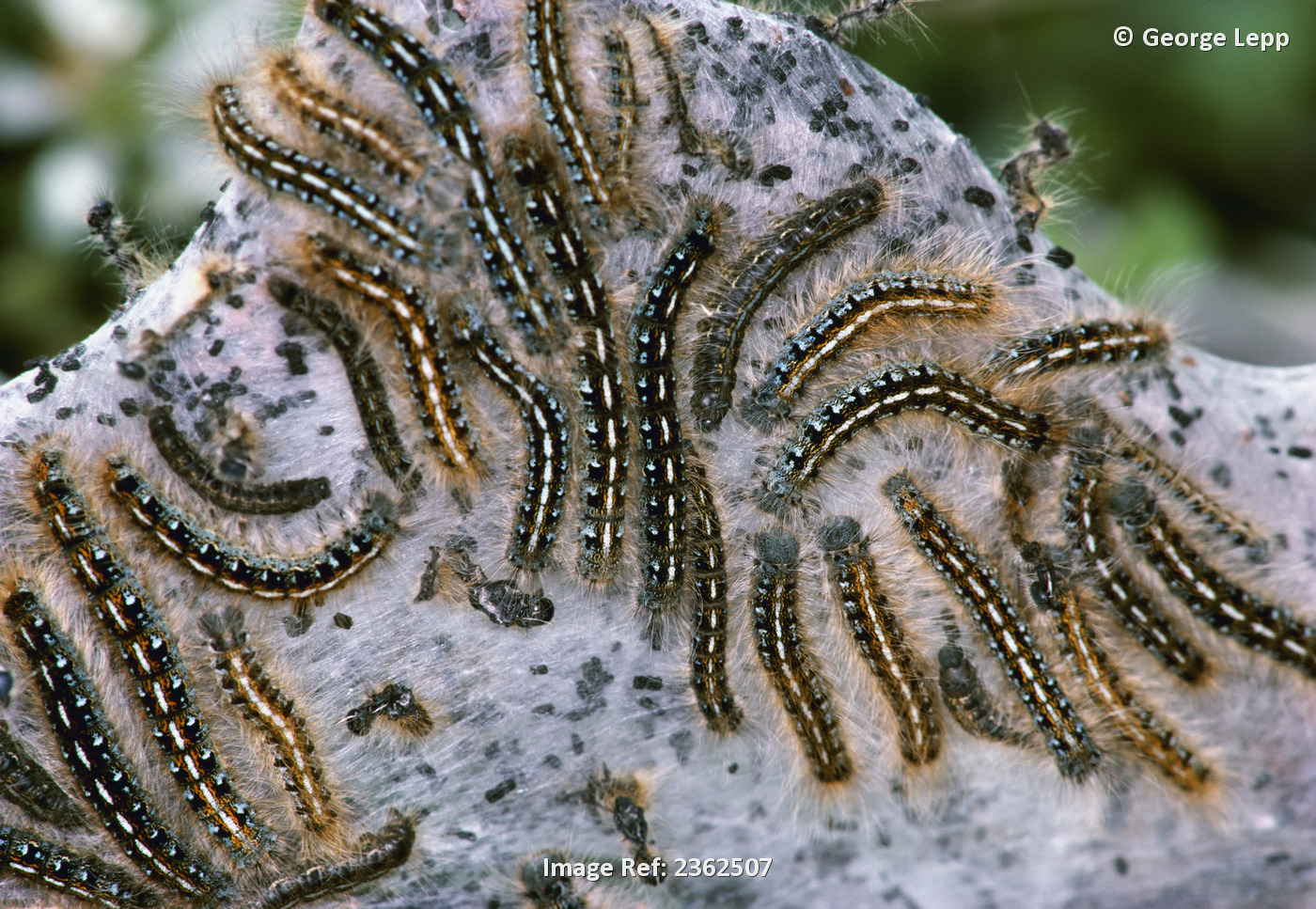 Agriculture - Pest insect, Tent Caterpillar larvae on web (Malacosoma spp.) / ...