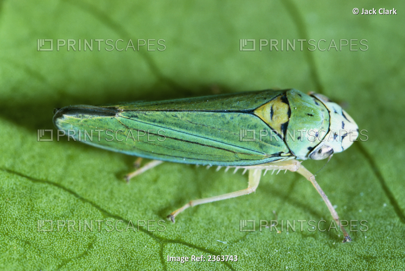 Agriculture - Blue-green sharpshooter (Graphocephala atropunctata) adult, ...