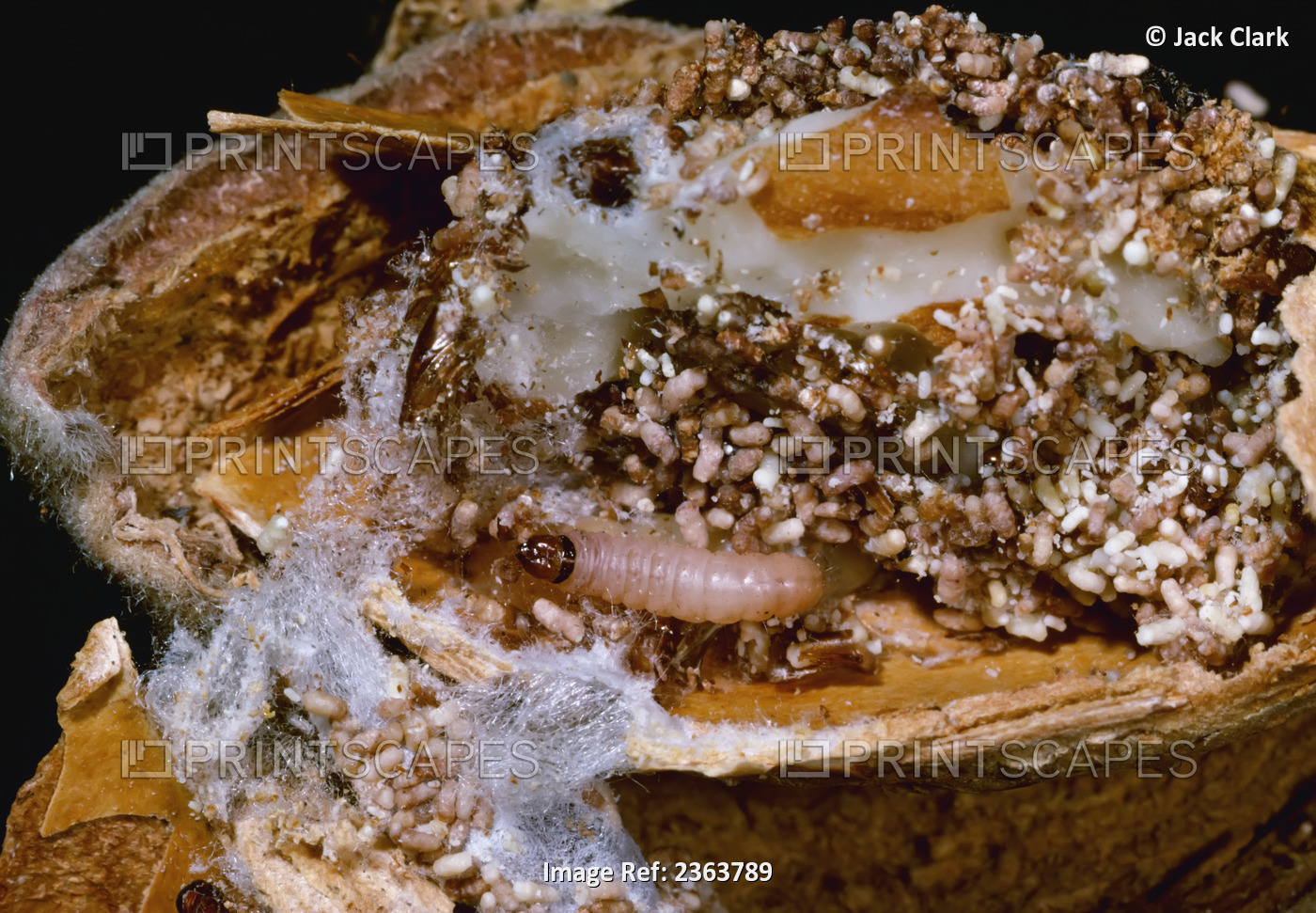 Agriculture - Navel orangeworm (Amyeolis transitella) larva inside a damaged ...
