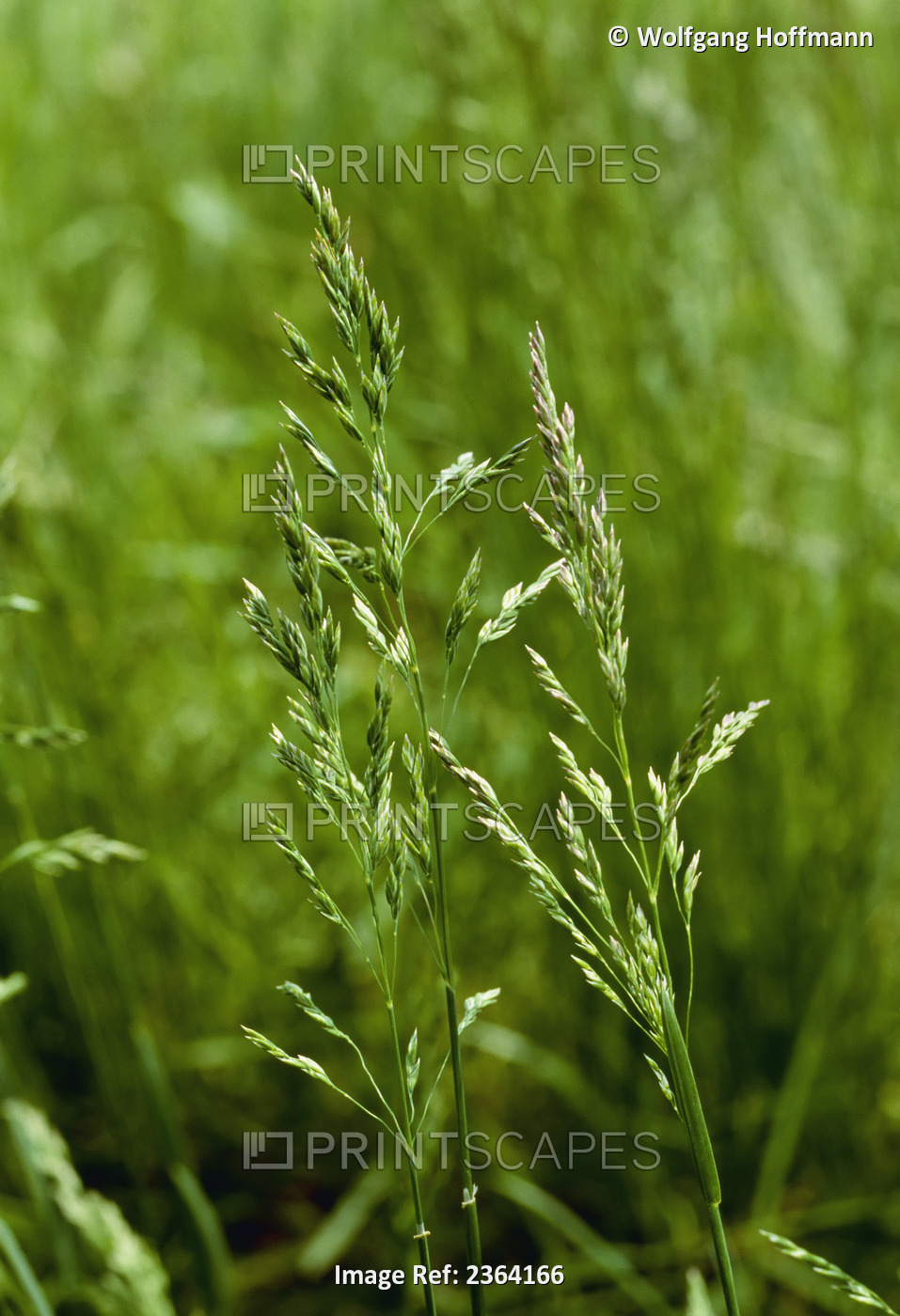 Agriculture - Weeds, Kentucky Bluegrass (Poa pratensis), mature heads / ...