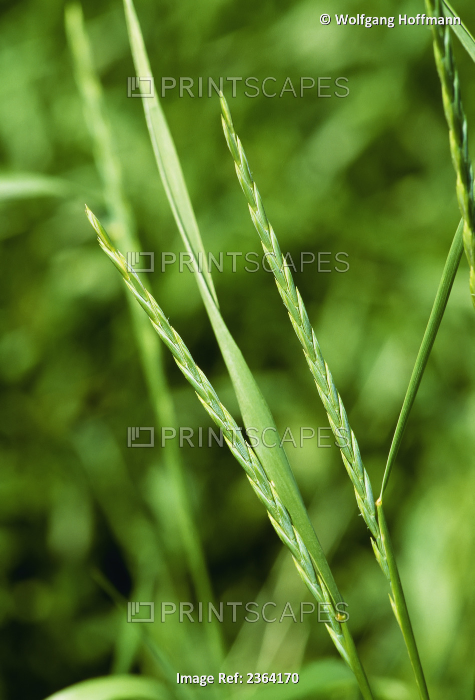 Agriculture - Weeds, Quackgrass (Elytrigia repens), mature heads / Midwest, USA.