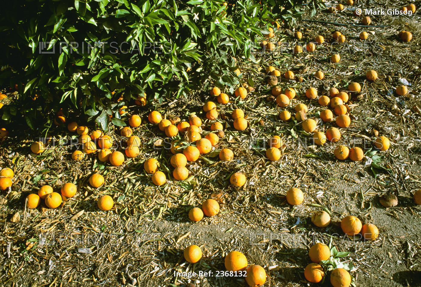 Agriculture - Navel oranges, damaged by a deep freeze, lay discarded and ...