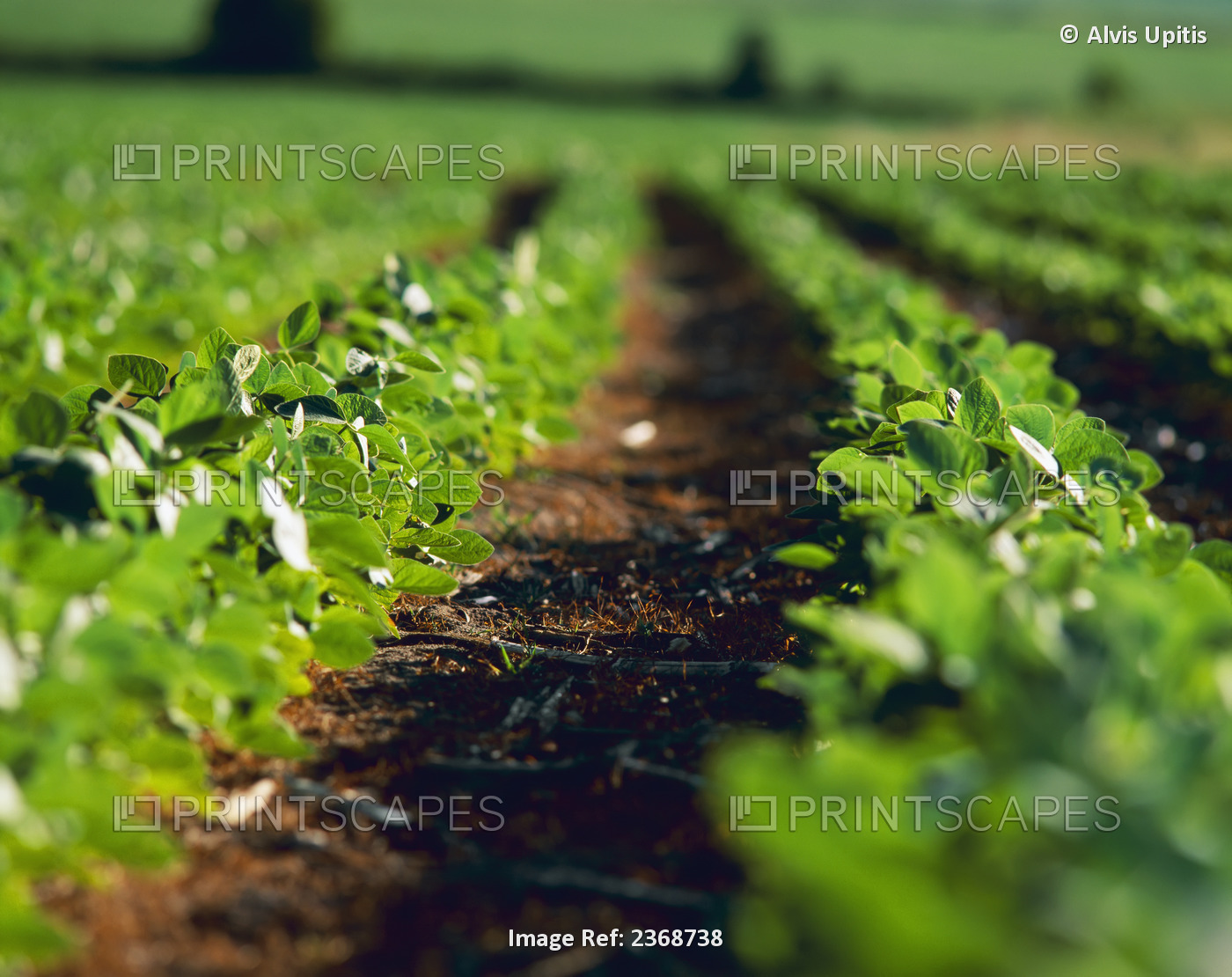 Agriculture - Narrow focus view of mid growth soybean plants / Minnesota, USA.