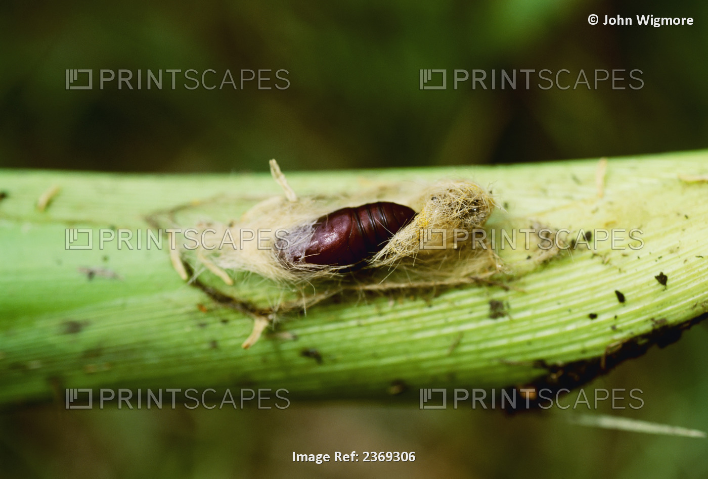 Agriculture - A European corn borer pupa (Ostrinia nubilalis) on a corn plant.