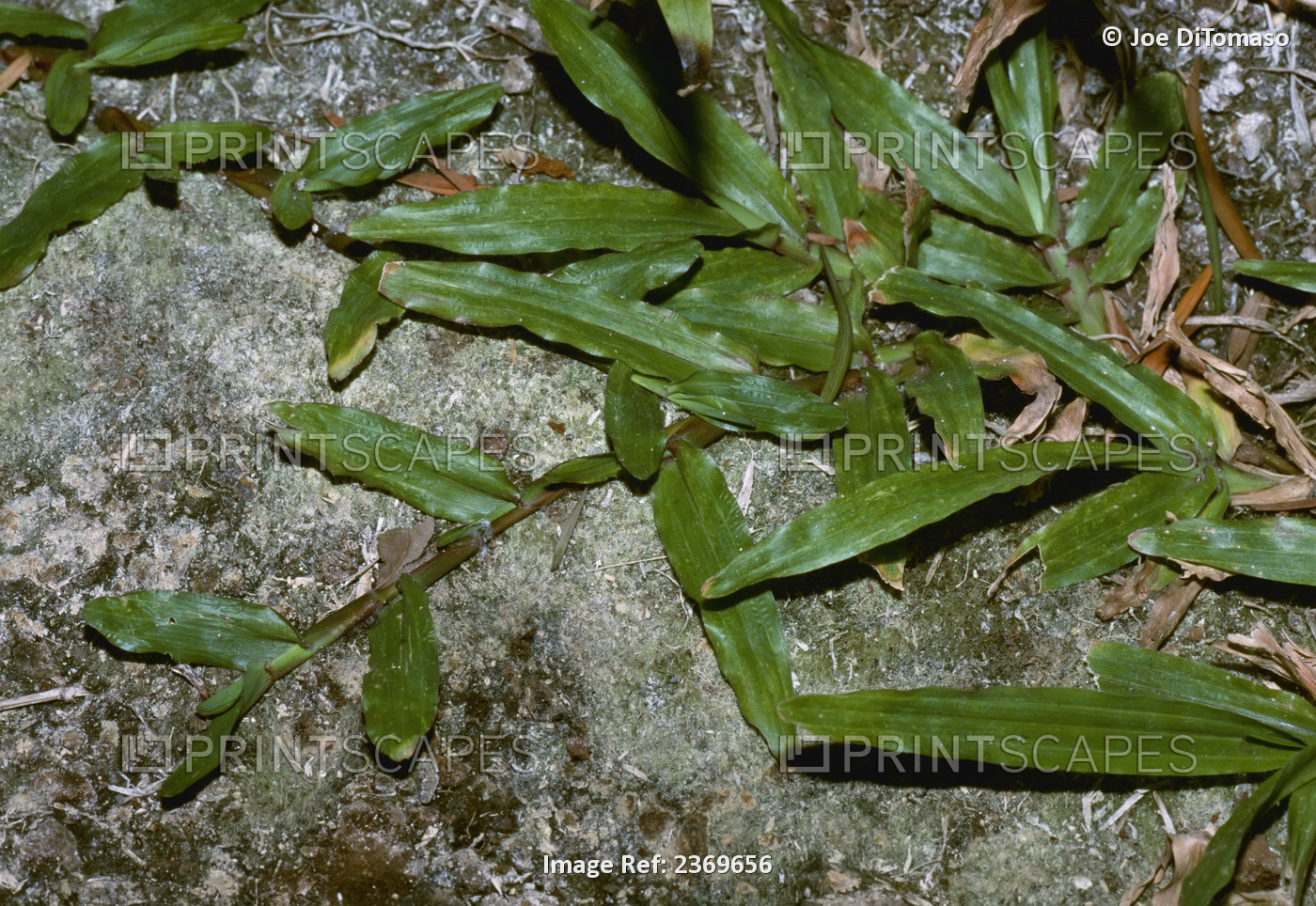 Agriculture - Weeds, Carpetgrass (Axonopus fissifolius) aka. Common ...