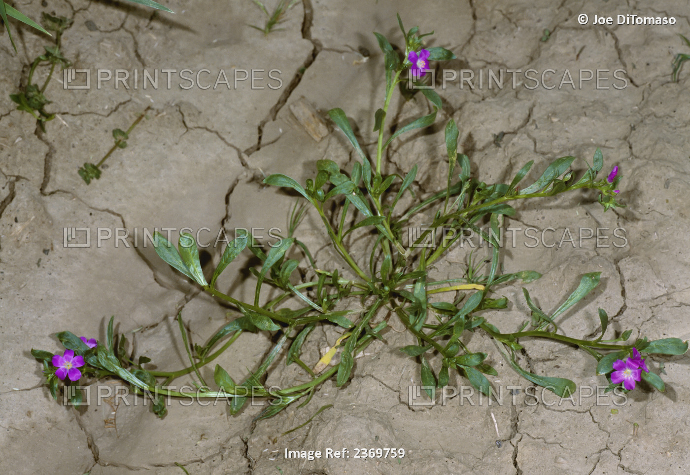 Agriculture - Weeds, Redmaids (Calandrinia ciliata) aka. Desert Rockpurslane, ...