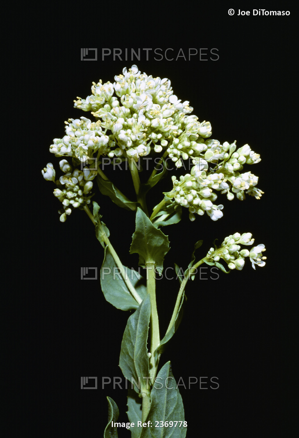 Agriculture - Weeds, Hoary Cress (Cardaria draba) aka. Globe-podded Hoarycress, ...