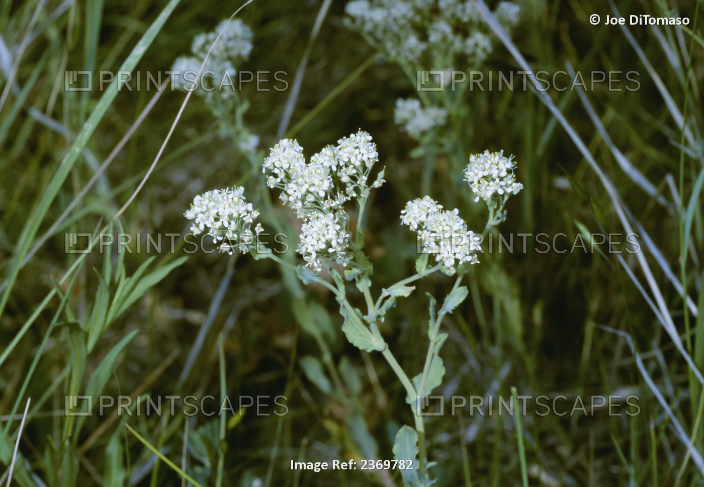 Agriculture - Weeds, Hairy Whitetop (Cardaria pubescens) aka. Ball Cress, ...