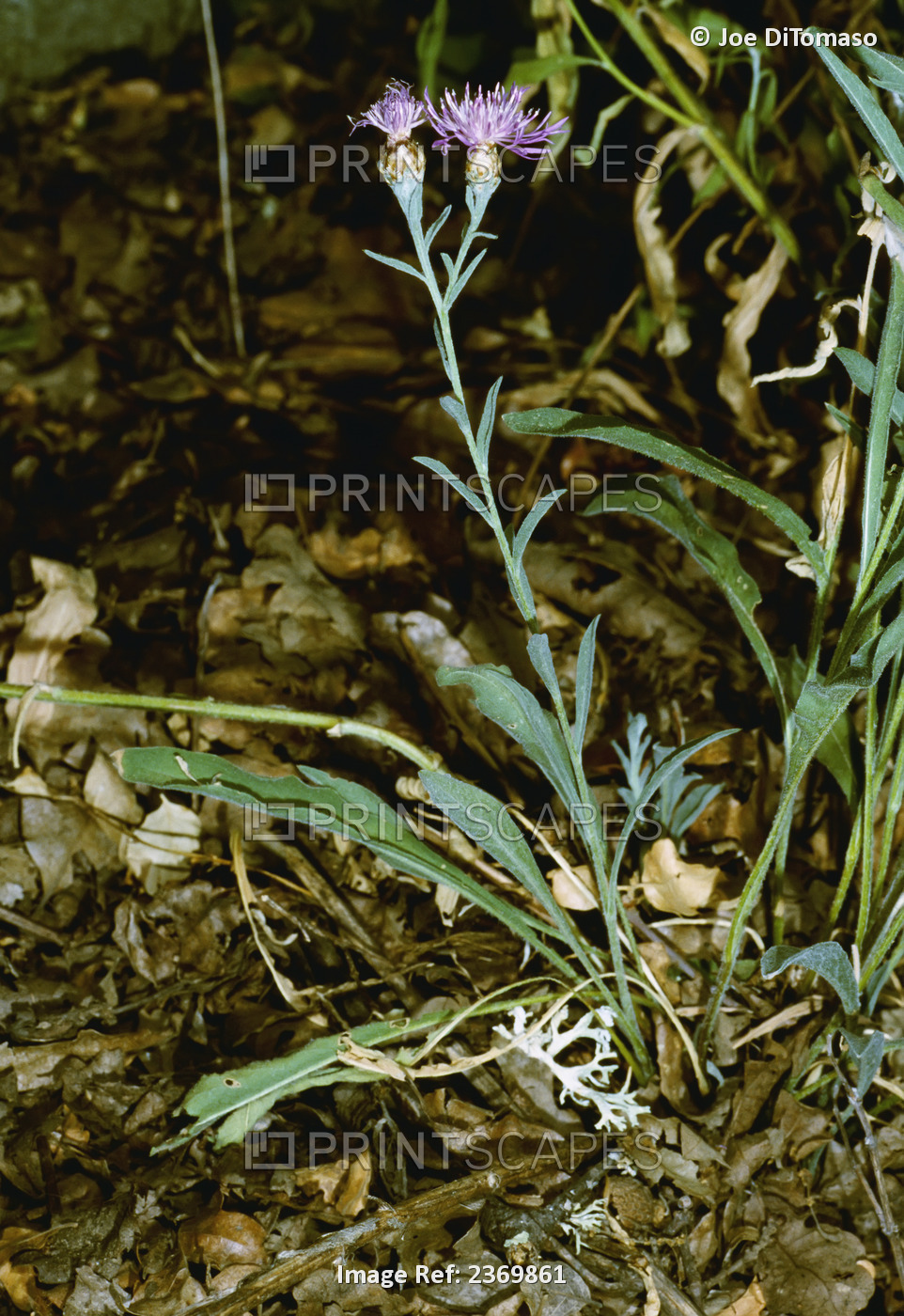Agriculture - Weeds, Meadow Knapweed (Centaurea debeauxii ssp. thuillierii), ...
