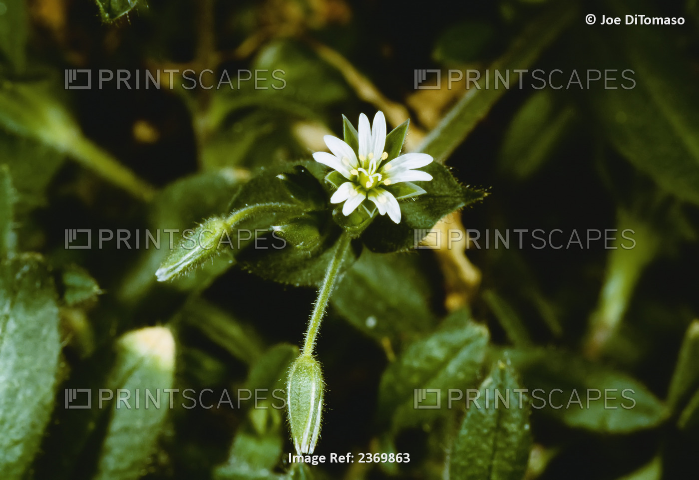 Agriculture - Weeds, Mouseear Chickweed (Cerastium fontanum ssp. vulgare) aka. ...