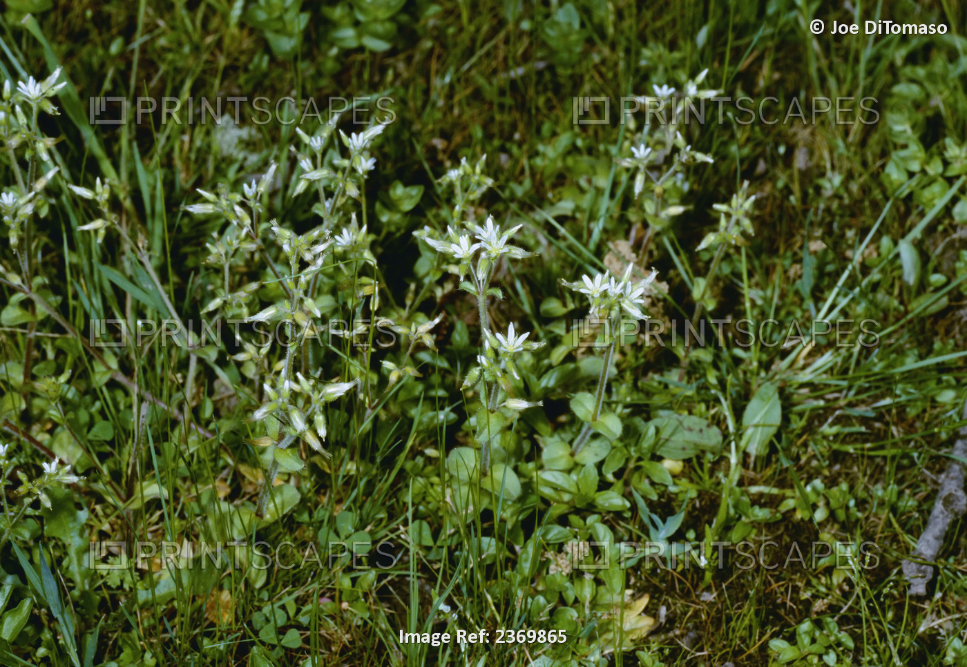 Agriculture - Weeds, Sticky Chickweed (Cerastium glomeratum) aka. Annual ...