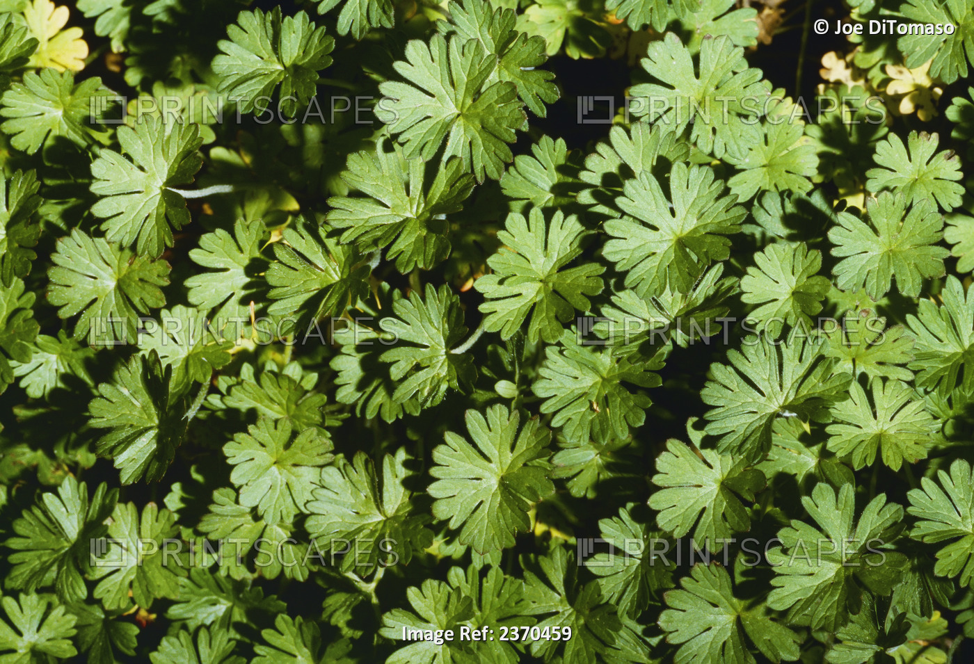 Agriculture - Weeds, Cutleaf Geranium (Geranium dissectum) aka. Common Wild ...