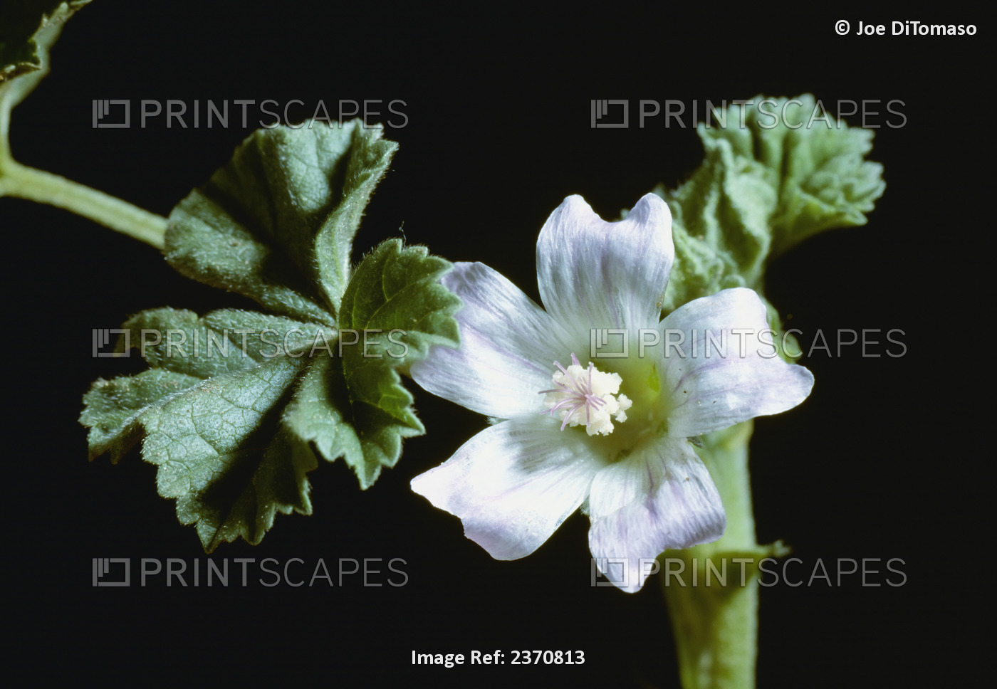 Agriculture - Weeds, Common Mallow (Malva neglecta) aka. Buttonweed, ...