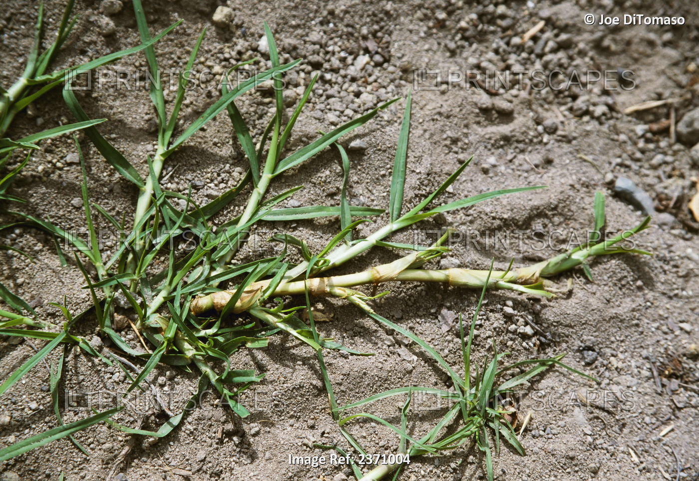 Agriculture - Weeds, Kikuyugrass (Pennisetum clandestinum), stem / California, ...