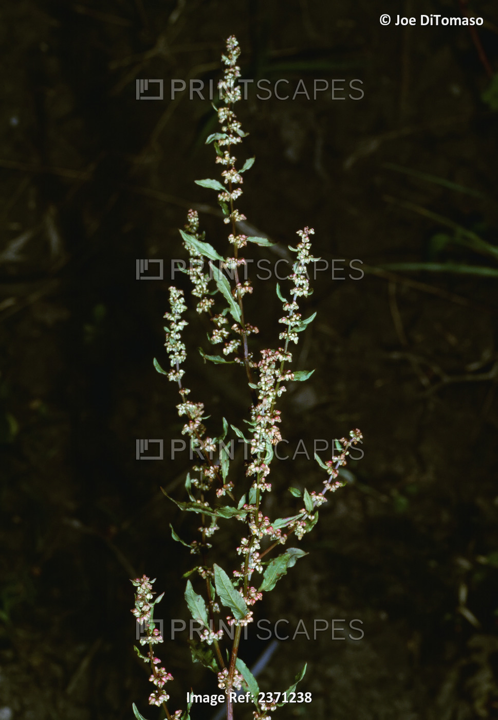 Agriculture - Weeds, Cluster Dock (Rumex conglomeratus) aka. Clustered Dock, ...