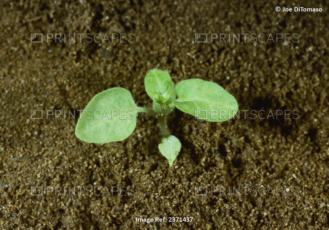 Agriculture - Weeds, American Black Nightshade (Solanum americanum) aka. Common ...