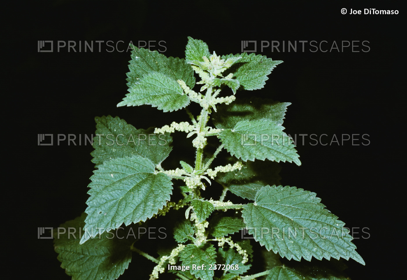 Agriculture - Weeds, American Stinging Nettle (Urtica dioica ssp. gracilis) ...